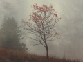 Herbstbaum im Nebel