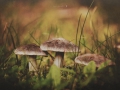 Drei Maennlein stehn im Garten