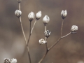 Winterblume