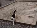 katze