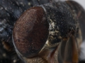1406-K52_6882_Camera_Homepage