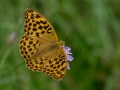 1408-K52_7734_Camera_Homepage