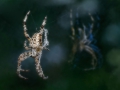 B-08209-8_f_Camera_Homepage