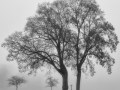bachheim_3