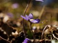 leberbluemchen_5