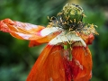 Vergänglichkeit- Mohn