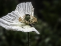 Vergänglichkeit-Der weiße Mohn